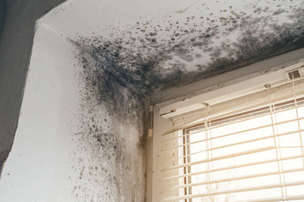Affordable Mold Cleanup solutions in Knoxville, TN